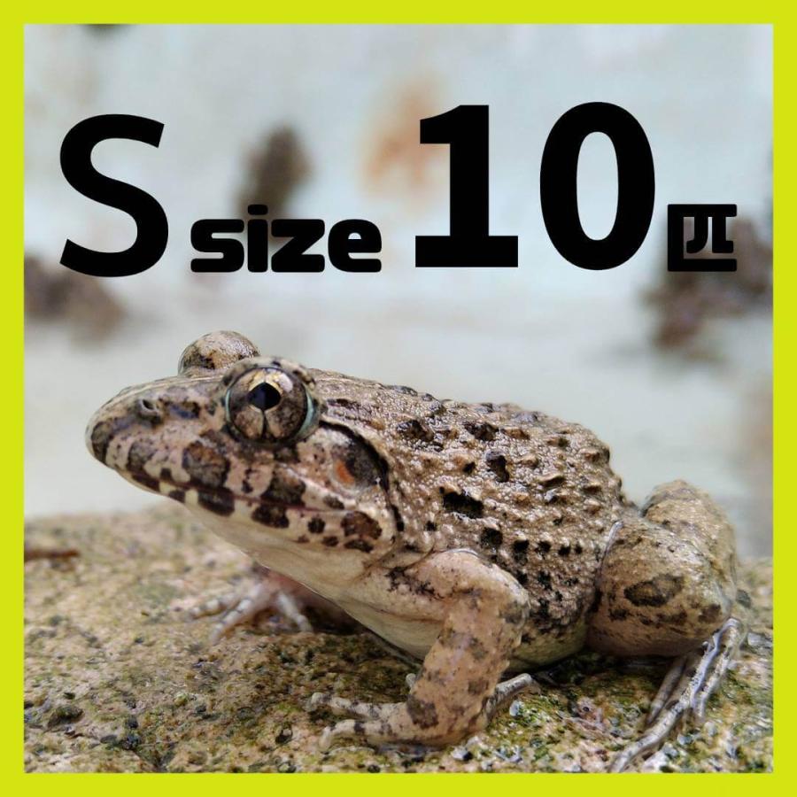 繁殖個体 活エサ ヌマガエル Sサイズ 胴長2~2.5cm 10匹 幼蛇用 生餌