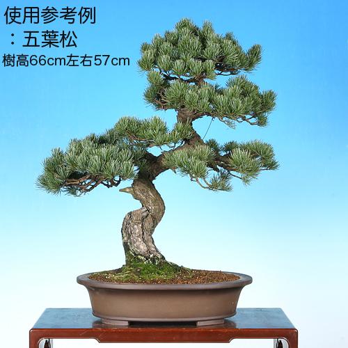 盆栽鉢 紫泥外縁下紐楕円鉢 植木鉢 中国鉢 張氏製陶 落款あり 15号