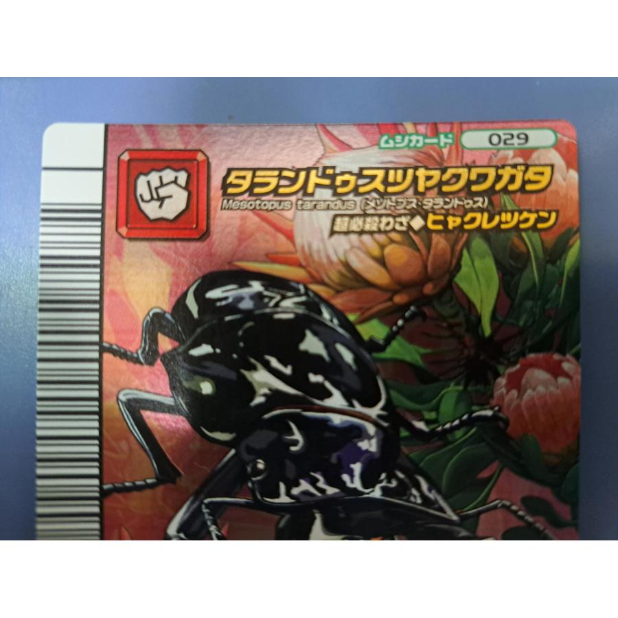 タランドゥスツヤクワガタ(029) タランドゥスツヤクワガタ(029)