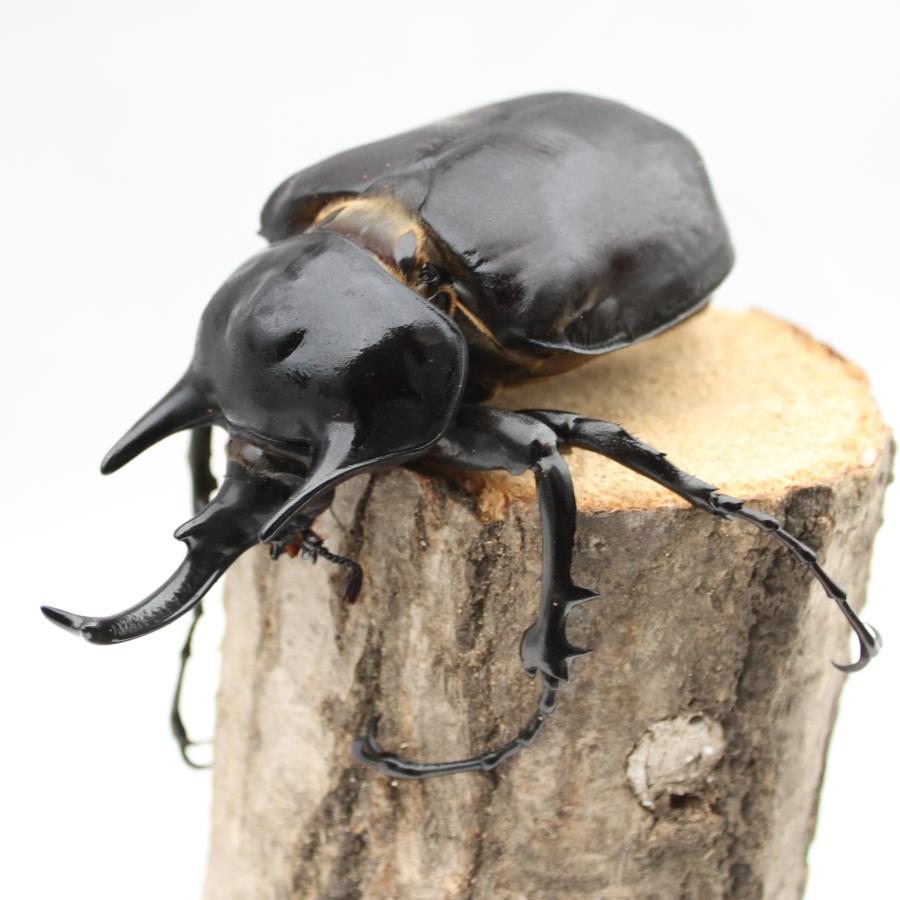 標本】アクティオンゾウカブト フレンチギアナ領産 102.2ミリ 野外品