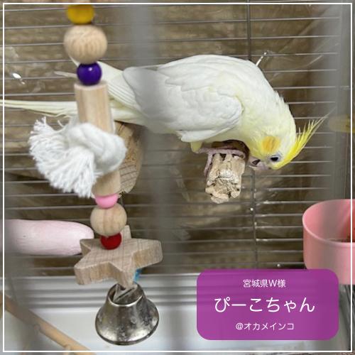 鳥用品 止まり木 カクタス スケルトン パーチ 太めNo.239 鳥用品