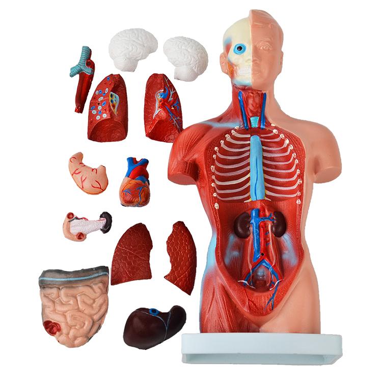 内臓模型 お腹の見える人体模型203 高さ28cm 15パーツ取り外し可 JK