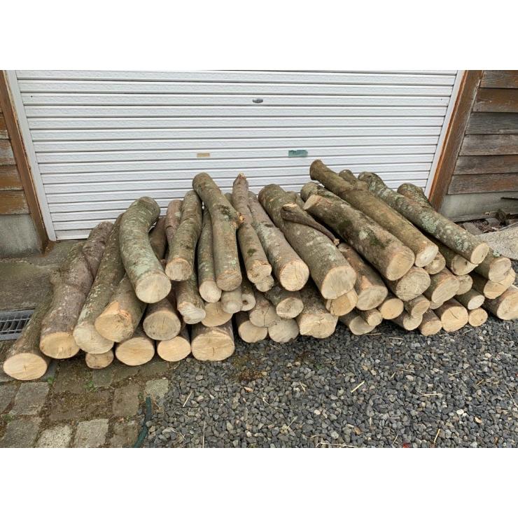 エノキ植菌カワラ材 SS×4〜6本set 加水不要 dda クワガタ 産卵木