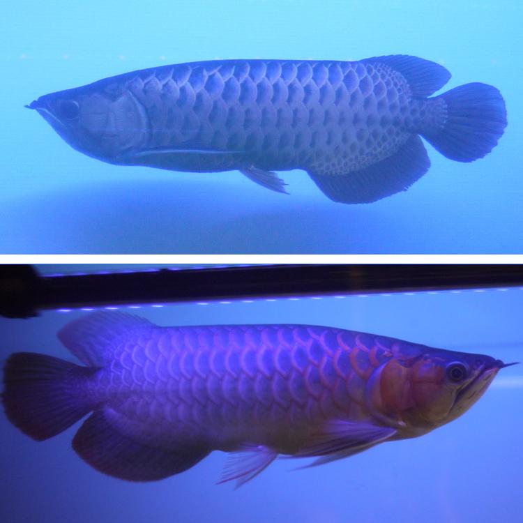 AROGLO AroGlo Chroma Glow アロワナUVテンニングライト AROGLO AroGlo