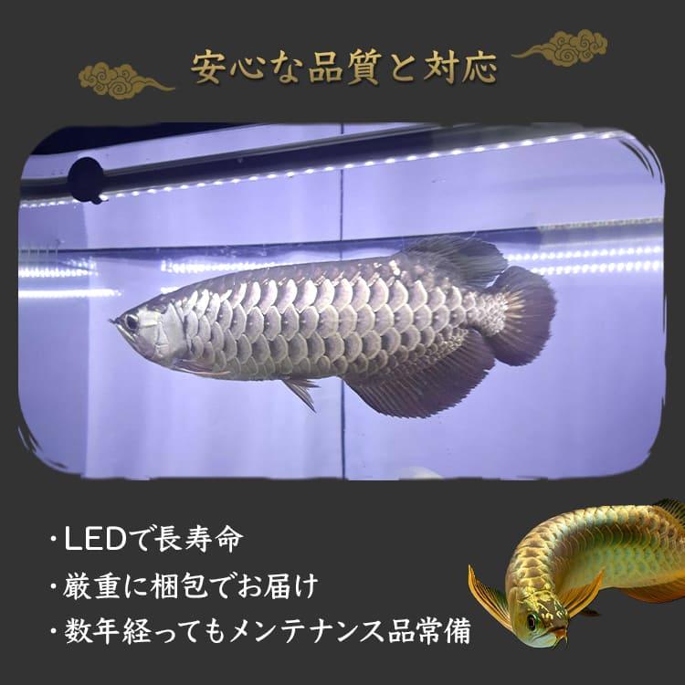 でんらいLEDアロワナ金龍専用水中ライト1200水槽用 一瞬で綺麗に魅せる