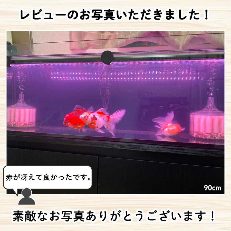 アロワナ ライト スーパーレッド 紅龍 水中 レッドアロワナ テンニング