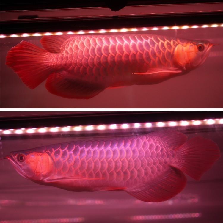 アロワナ ライト スーパーレッド 紅龍 水中 レッドアロワナ テンニング