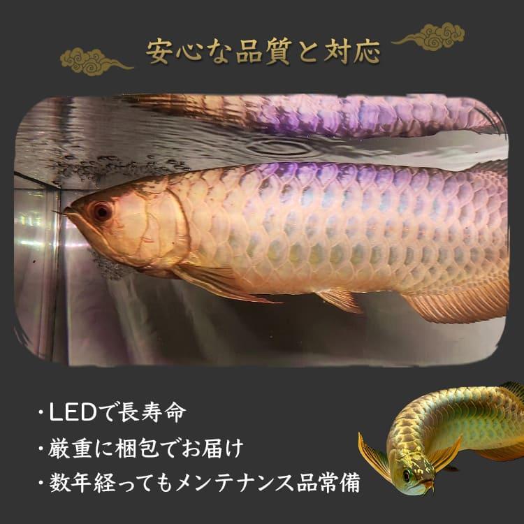 過背金龍 アロワナライト 水槽ライト 藍底金龍 熱帯魚ライト LED 水中
