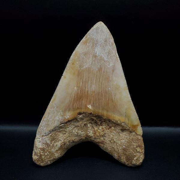 本物 メガロドンの歯 化石 サメ 12cm アメリカ合衆国 本物 メガロドン