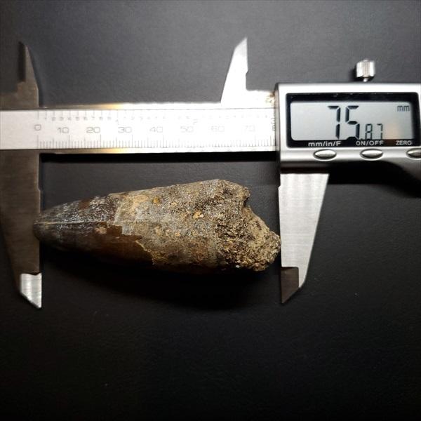 巨大ワニ サルコスクス 歯 本物 化石 恐竜 ニジェール産 75.87mm