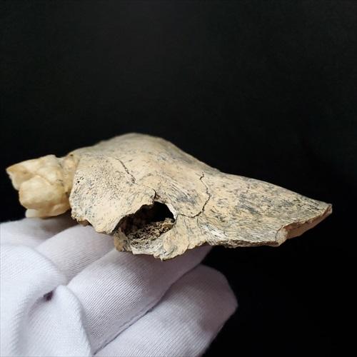 博物館級 キプロスドワーフカバ 化石 顎 本物 キプロス共和国 fr53