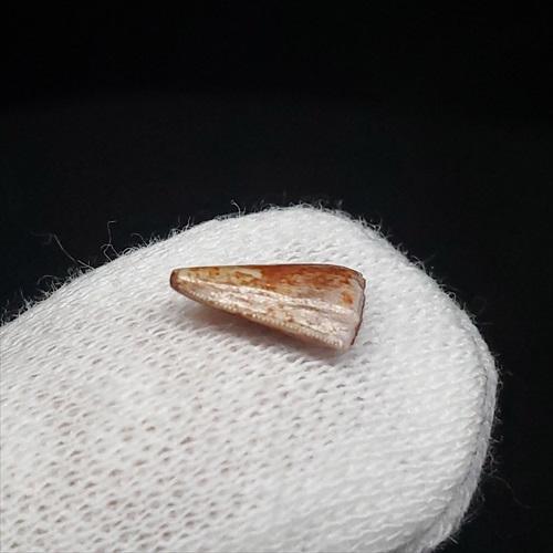 希少 コエロフィシス 化石 歯 本物 ニューメキシコ州産10.05mm fr82