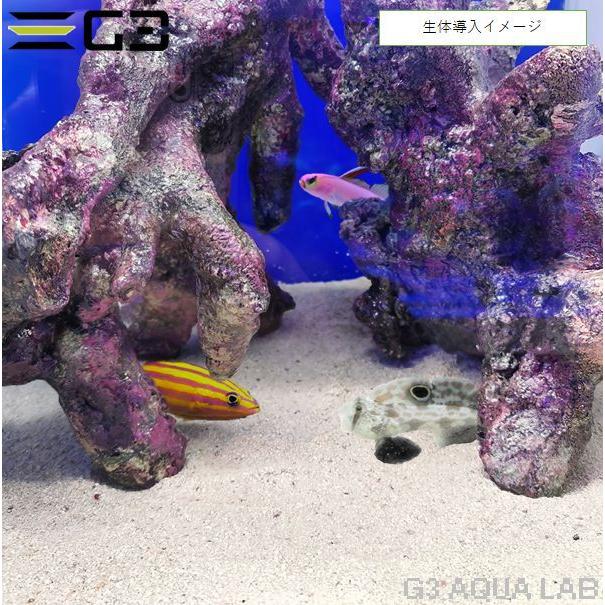 2 人工ライブロック30cm【一点物】