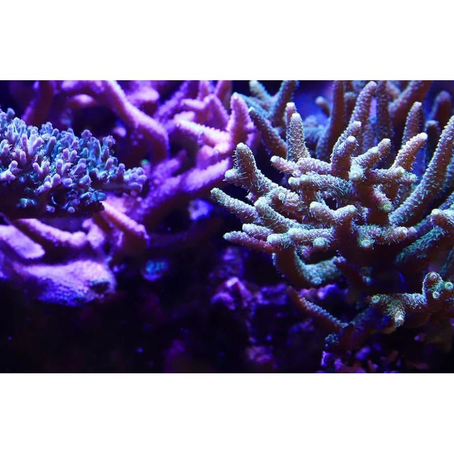 レッドシー リーフLED ReefLED90 ハンギングキットセット : G3 AQUA