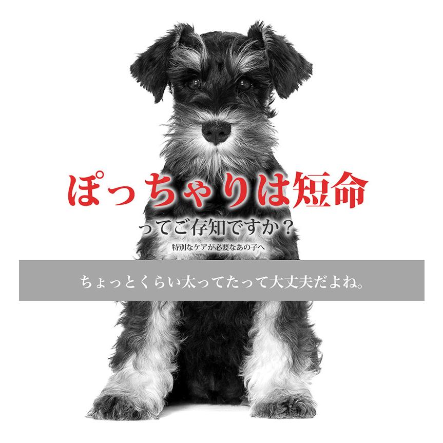 ロイヤルカナン（ROYAL CANIN） ミニ ステアライズド 8kg / 小型犬