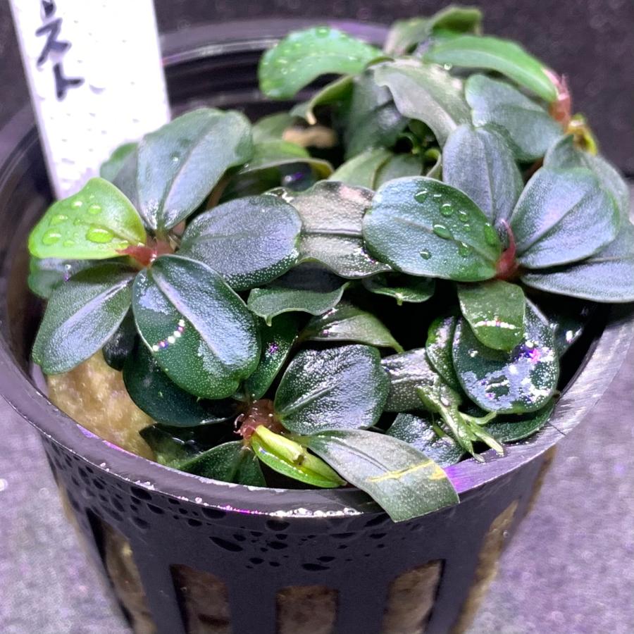 水草 ブセファランドラ SP. ブラウニーゴースト KAPUAS HULU POT入り