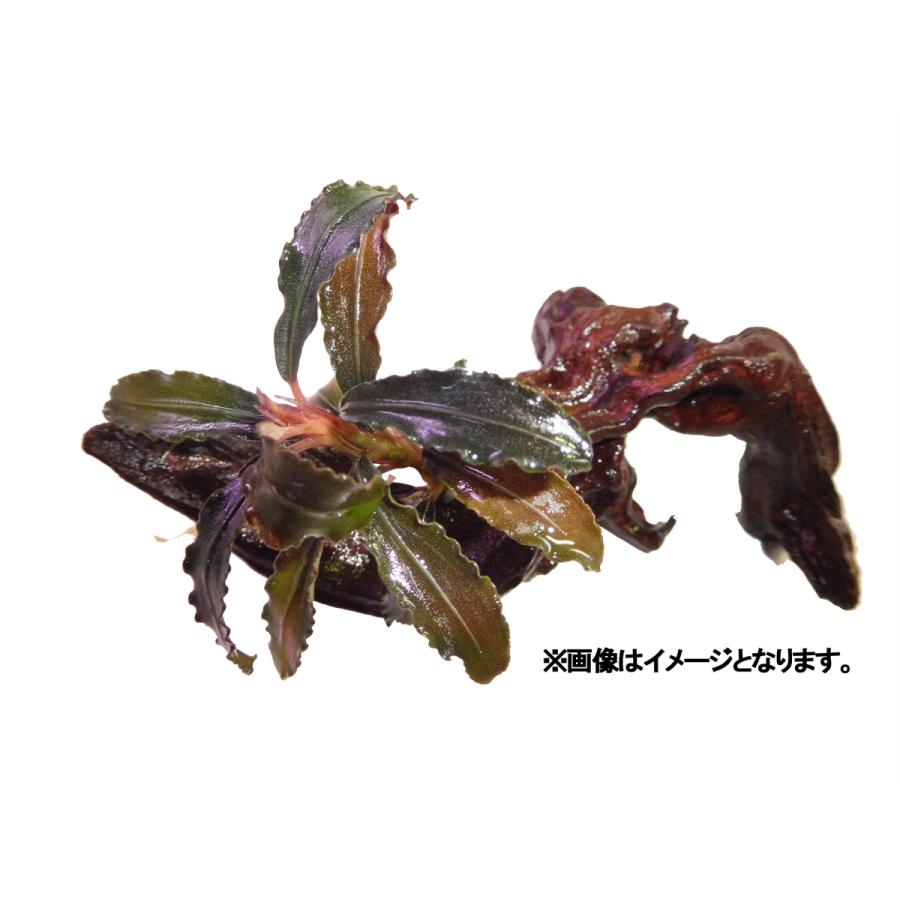 水草 ブセファランドラ SP. クダガン 1株 流木付き 約5cm〜15cm 簡単