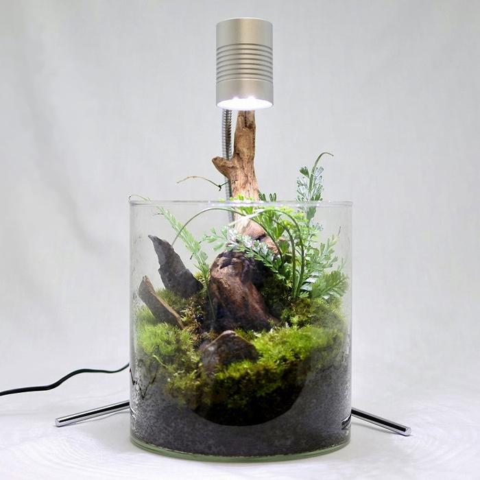 観葉植物 おしゃれ テラリウム コケリウム 苔 コケ 苔テラリウム 苔