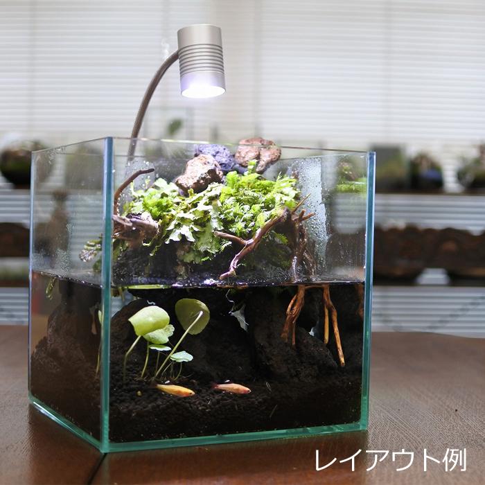 観葉植物 おしゃれ テラリウム コケリウム 苔 コケ 苔テラリウム 苔