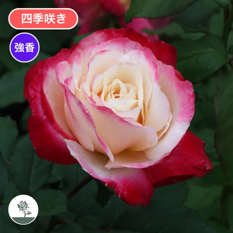 バラ苗 大苗 2026 ダブル デライト Double Delight 四季咲き 国産