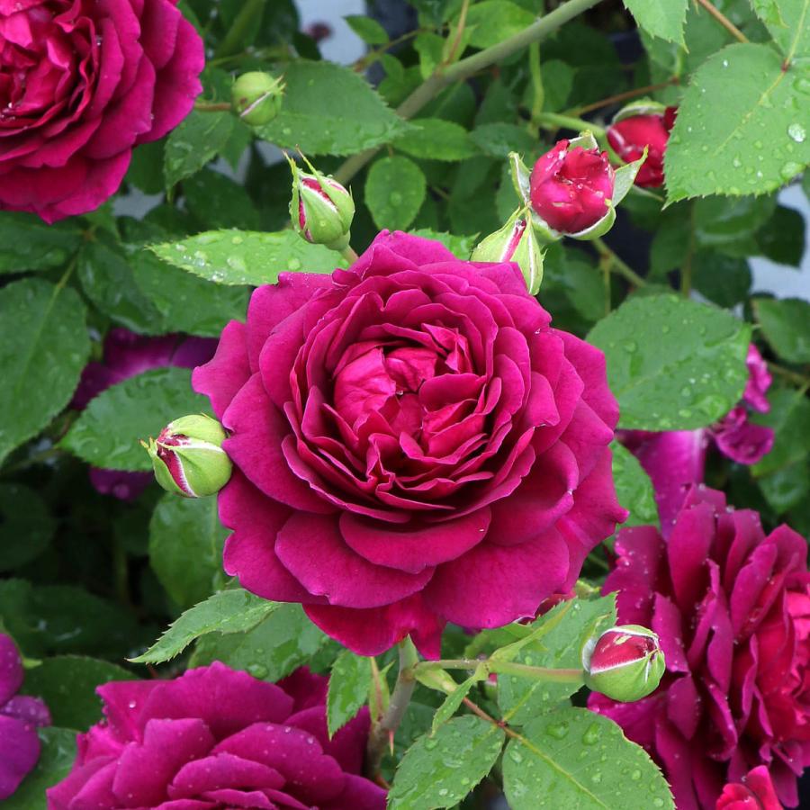 バラ苗 予約 スタンダードローズ 2026 真夜 Mayo 四季咲き 国産