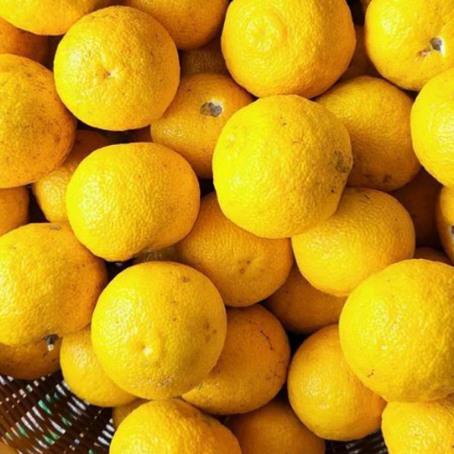 クラフト ゆず酒 8th Ocean 貪夢 Dreamer ドリーマー 720ml 深川