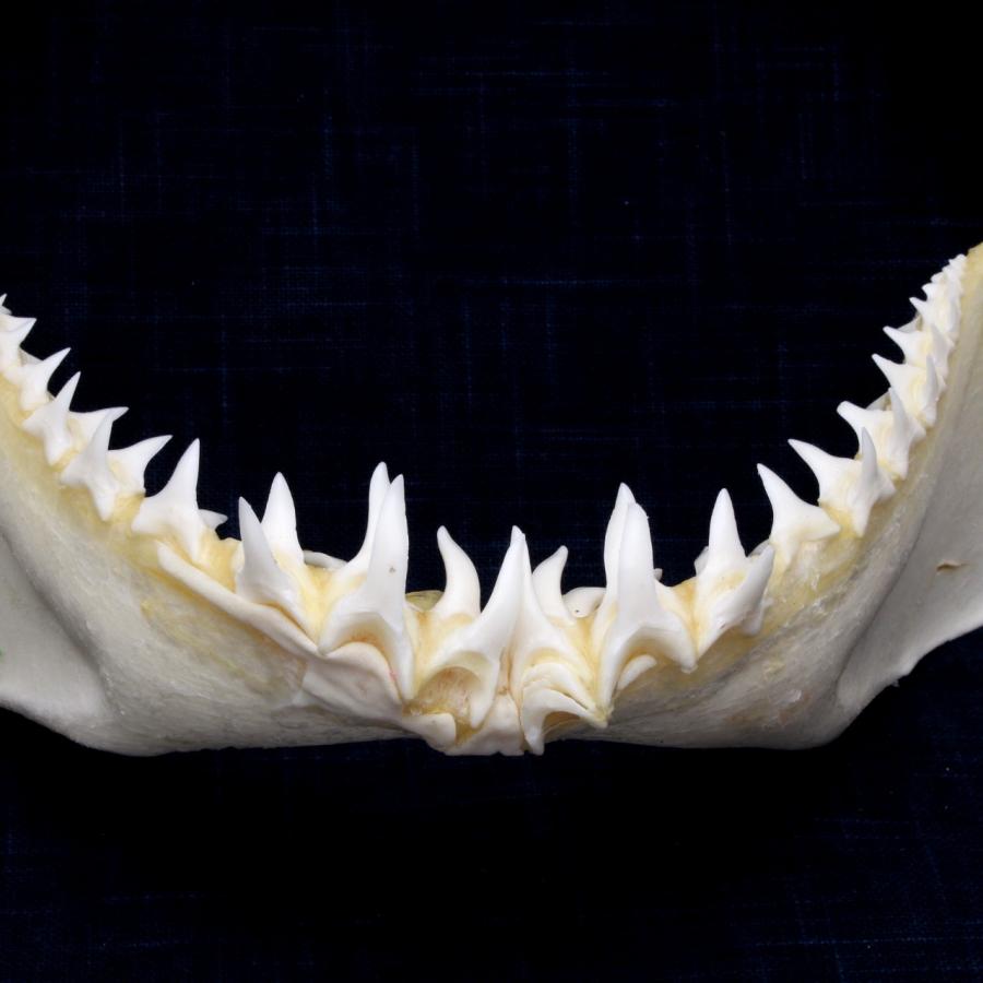 サメの顎（アオザメ）顎骨標本 マコシャーク Shortfin mako shark No
