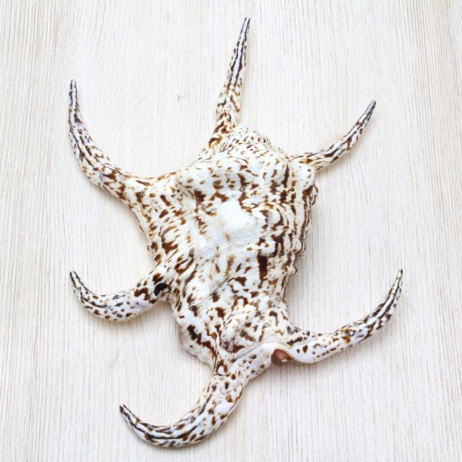 スイジガイL（水字貝） 貝殻 標本 約18〜20cm : 海洋工房 - 通販