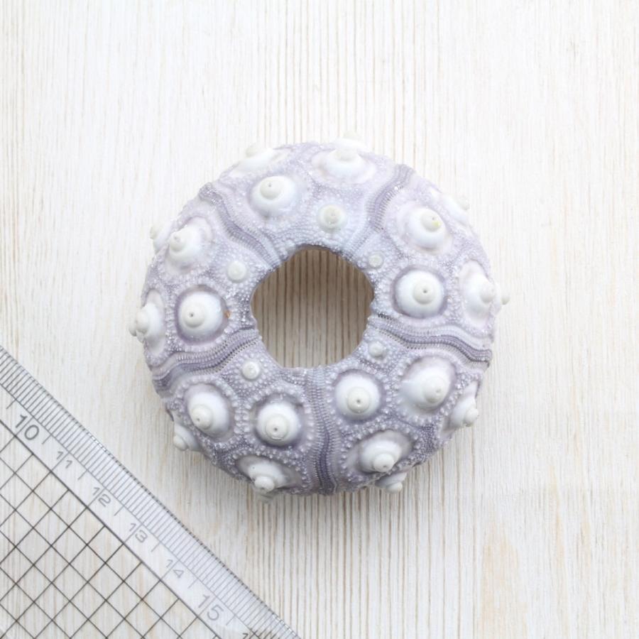 ウニ標本貝殻超特大140㎜珍種バサラブンブク