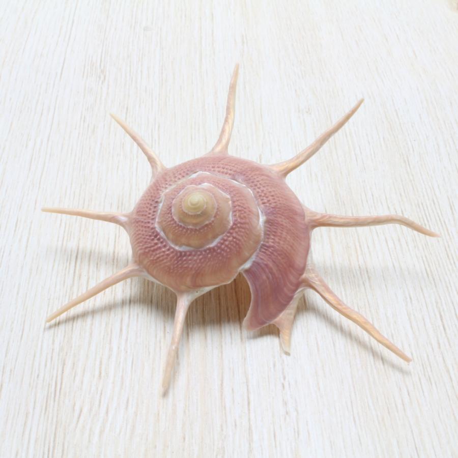 ハリナガリンボウ 貝殻 コレクション 約6〜7cm : 海洋工房 - 通販