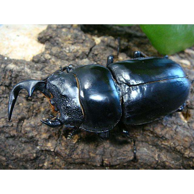 注目の激レア個体＞☆アンタエウスオオクワガタ【雌雄モザイク】成虫