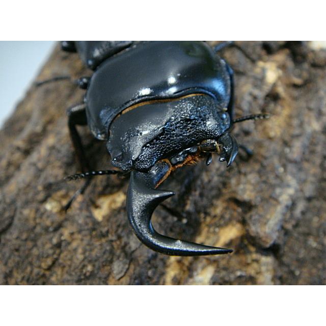 注目の激レア個体＞☆アンタエウスオオクワガタ【雌雄モザイク】成虫