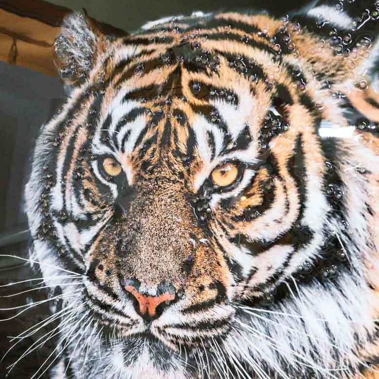 アートフレーム トラ/タイガー/虎 絵画 クリスタルピクチャー