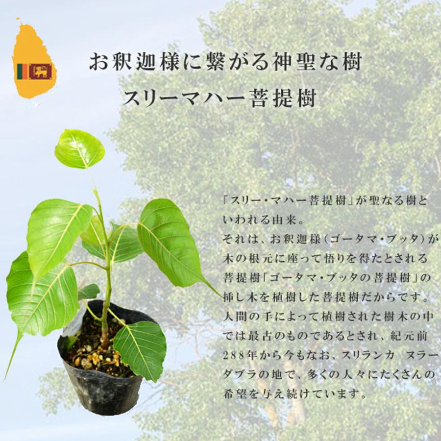 インドボダイジュ スリー マハー 菩提樹 ポット苗 : 苗木部 花ひろば