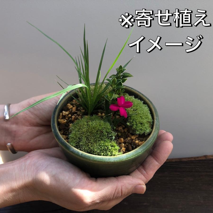 盆栽鉢上品美山ミニ盆栽鉢小品盆栽鉢正方鉢雲足山野草多肉植物サボテン