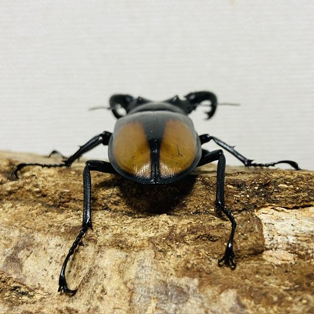 セアカフタマタクワガタ ペア ♂74mm♀44mm パリーフタマタクワガタ