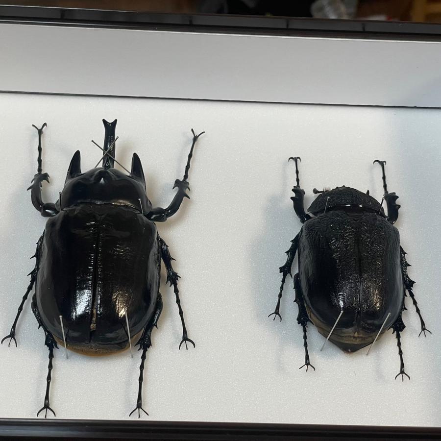ラミレスゾウカブト♂109mm♀83mmペア標本新品シーラケース付き