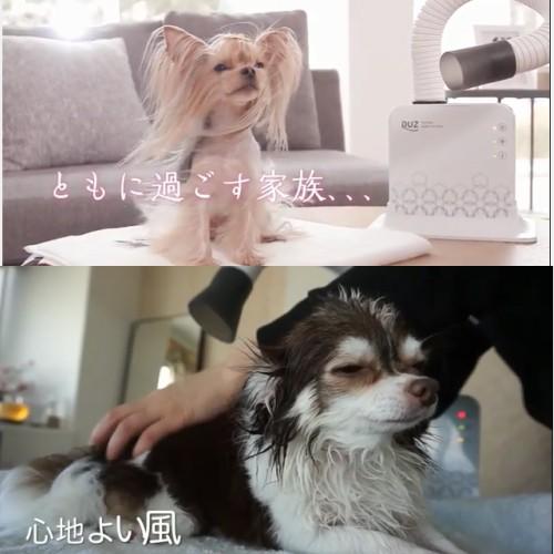 送料無料 DUZ デュズ IMD-1000T ハンズフリードライヤー コンパクト