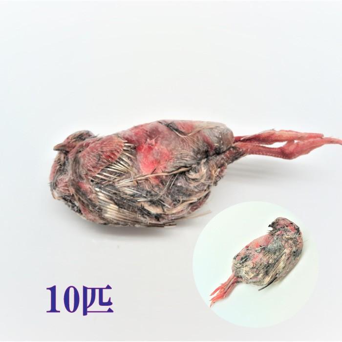 冷凍親ウズラ60羽爬虫類・猛禽類