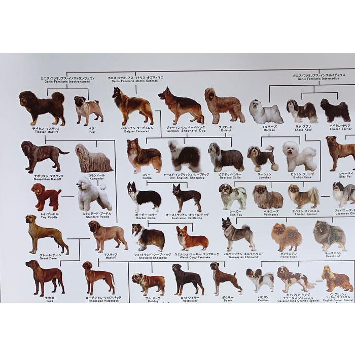 犬の系統図 ドッグジェネレーション ポスター A1サイズ Vol.3 改定版
