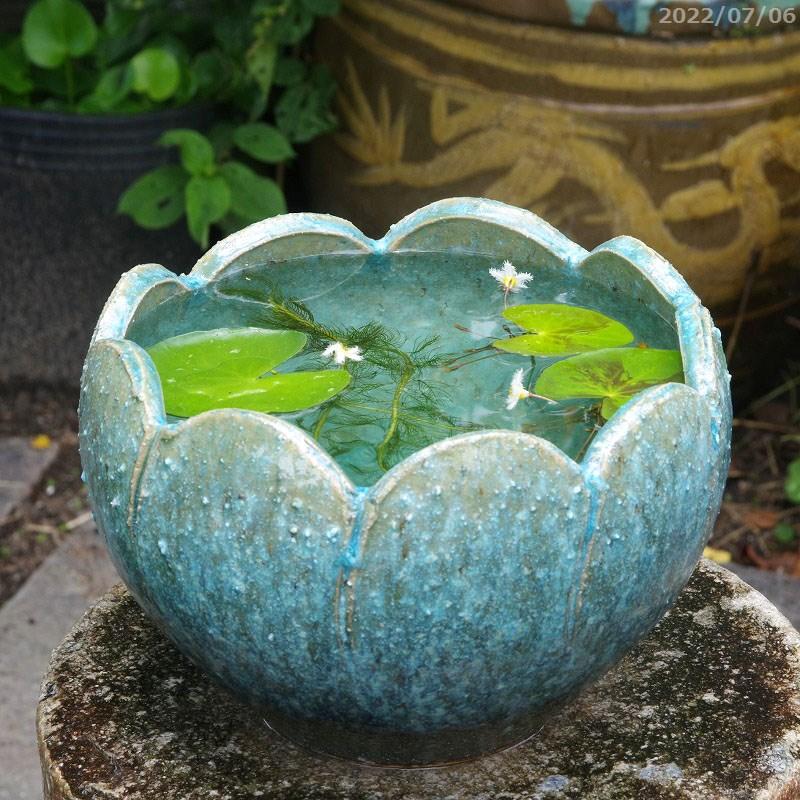 信楽焼 メダカ鉢 睡蓮鉢 水鉢 トップ 直径44cm 信楽焼 メダカ鉢 睡蓮