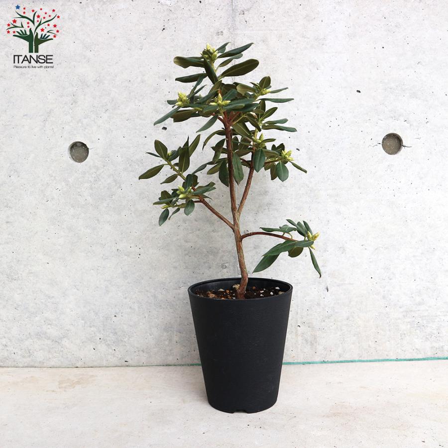 ITANSE 青系ツツジ・クレーターレイク 庭木 4.5〜5号鉢 1個売り 植木