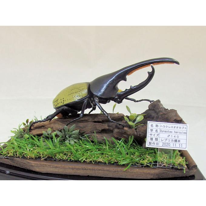 ヘラクレス・ヘラクレス♂標本 No.577 【数量限定】匠の昆虫標本桐箪笥