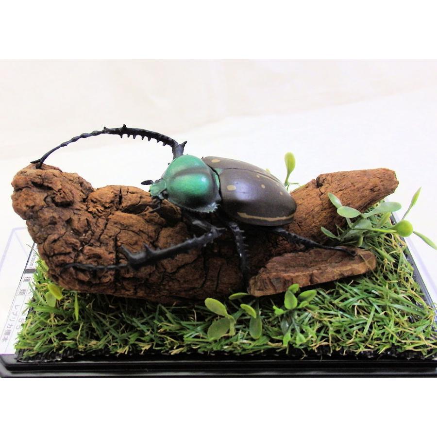ヤンソン テナガコガネ♂55（レプリカ標本） : オオクワ京都昆虫館