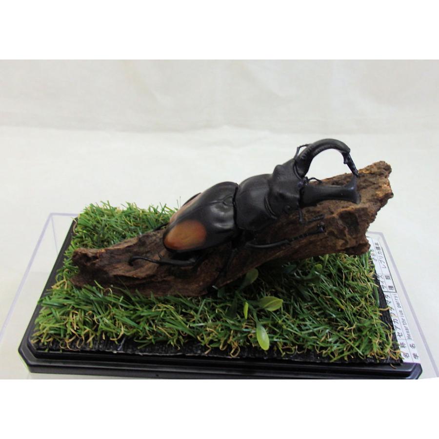 希少 ル−マニア産ヨ−ロッパミヤマ♂野外標本 【公式通販】