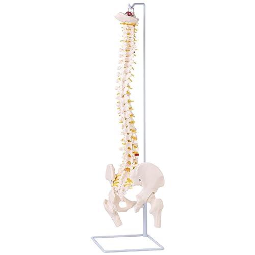 UPstore 実物大 脊髄骨盤模型 90cm 背骨 脊柱模型 1/1サイズ 脊柱可動