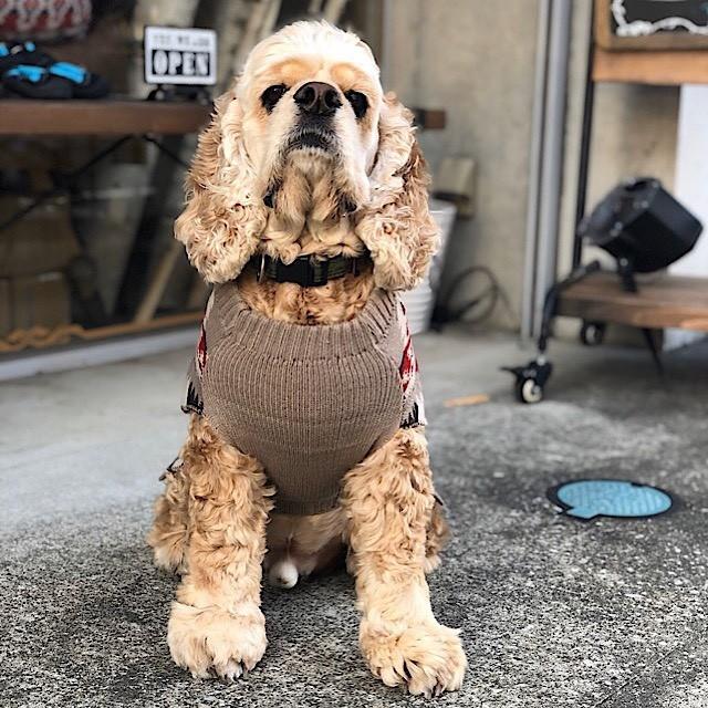 PENDLETON（ペンドルトン） 犬用セーター XLサイズ 寒い日でも大丈夫