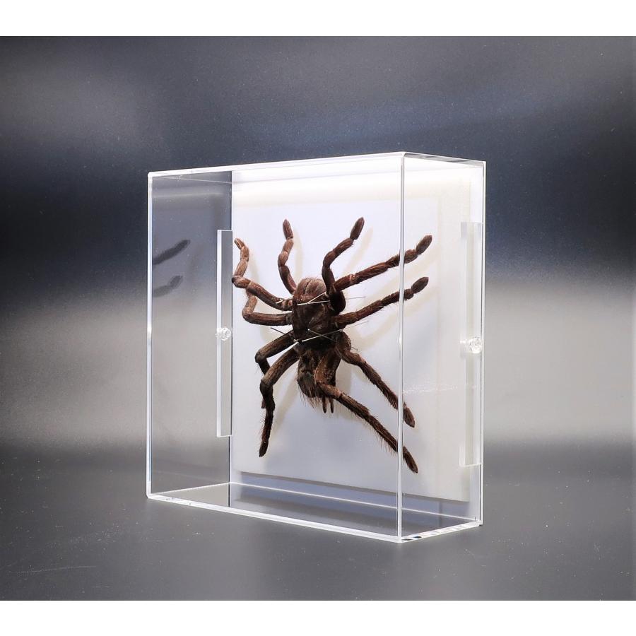 昆虫の標本 タランチュラ アクリルフレーム スケルトン : ラブリー