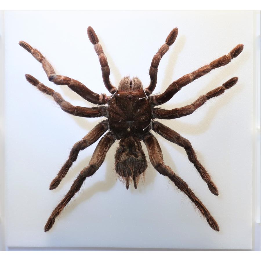 昆虫の標本 タランチュラ アクリルフレーム スケルトン : ラブリー