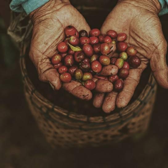 珈琲生豆 インドネシア マンデリン G1 500g コーヒー生豆 送料無料 生